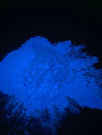 Magnatar - Purple to Dark Blue Glow